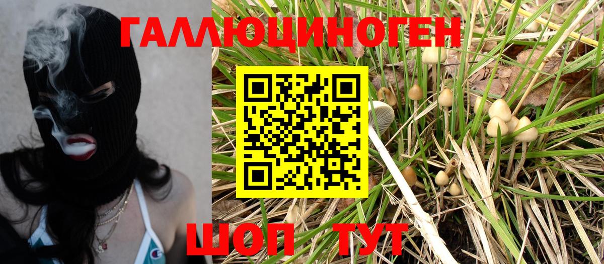 Галлюциногенные грибы Psilocybine cubensis  Азнакаево 
